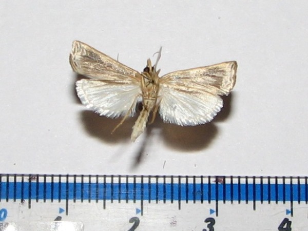 /filer/webapps/moths/media/images/C/chrysographellus_Ancylolomia_A_Goffb.jpg