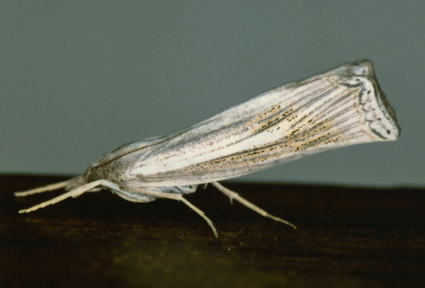 /filer/webapps/moths/media/images/C/chrysographellus_Ancylolomia_A_Roland_01_8NaEM2P.jpg