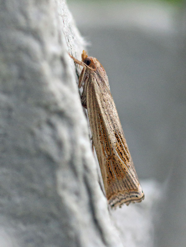 /filer/webapps/moths/media/images/C/chrysographellus_Ancylolomia_A_Voaden.jpg