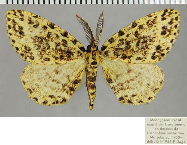 /filer/webapps/moths/media/images/C/chrysomelas_Colocleora_AM_ZSMa.jpg