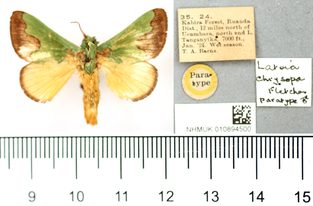 /filer/webapps/moths/media/images/C/chrysopa_Latoia_PT_BMNH.jpg