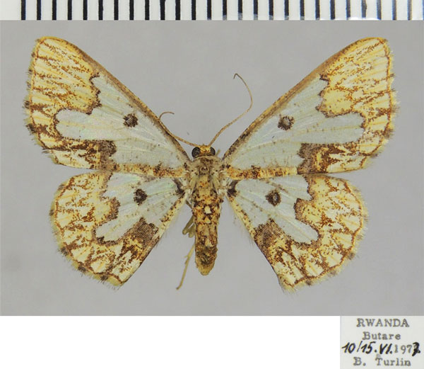 /filer/webapps/moths/media/images/C/chrysopa_Zamarada_AF_ZSM.jpg