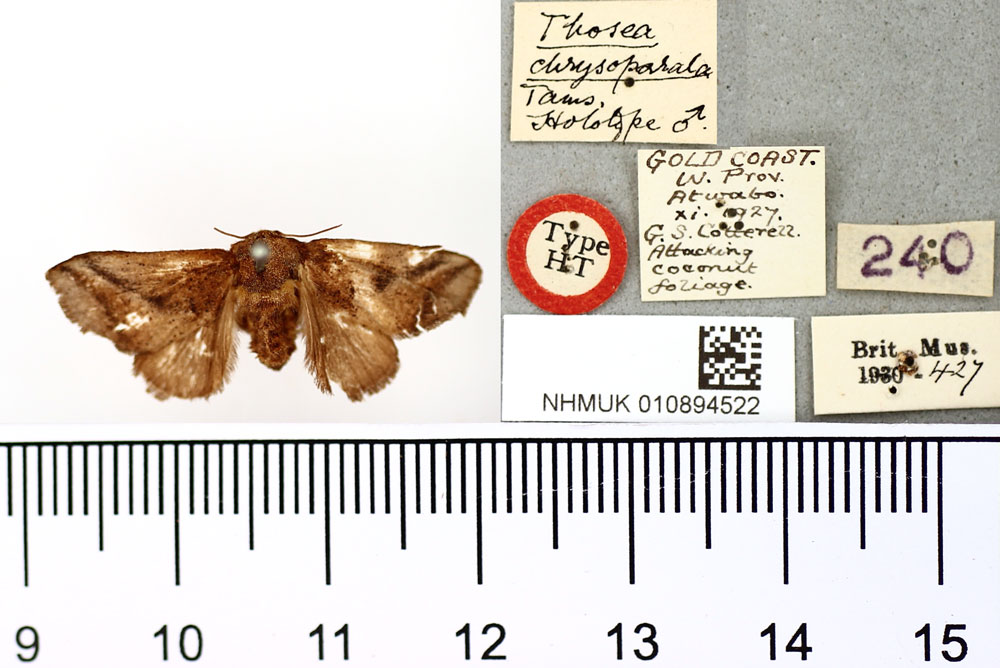 /filer/webapps/moths/media/images/C/chrysoparala_Thosea_HT_BMNH.jpg