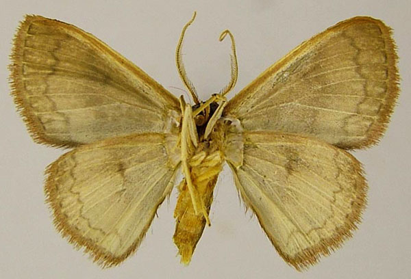 /filer/webapps/moths/media/images/C/chrysoparalias_Epicosymbia_AM_ZSMb.jpg
