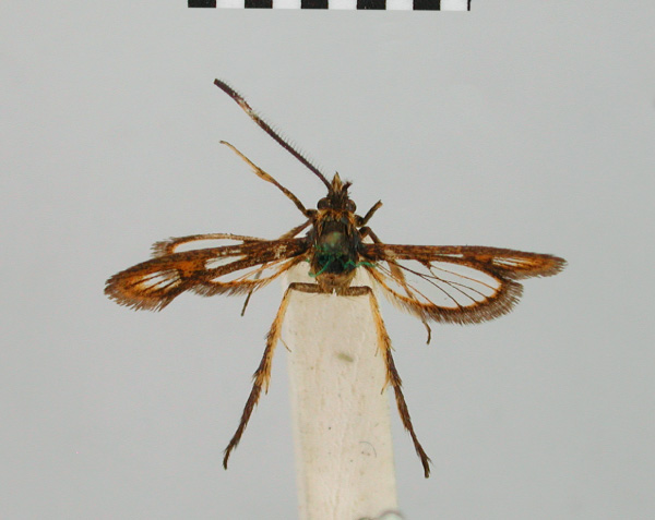 /filer/webapps/moths/media/images/C/chrysopasta_Chamanthedon_HT_BMNH.jpg