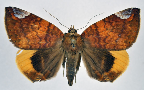 /filer/webapps/moths/media/images/C/chrysopera_Achaea_A_NHMO.jpg