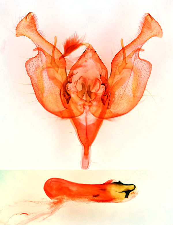 /filer/webapps/moths/media/images/C/chrysophaes_Euxootera_GMPT_BMNH_3153.jpg