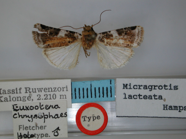 /filer/webapps/moths/media/images/C/chrysophaes_Euxootera_HT_RMCA.jpg