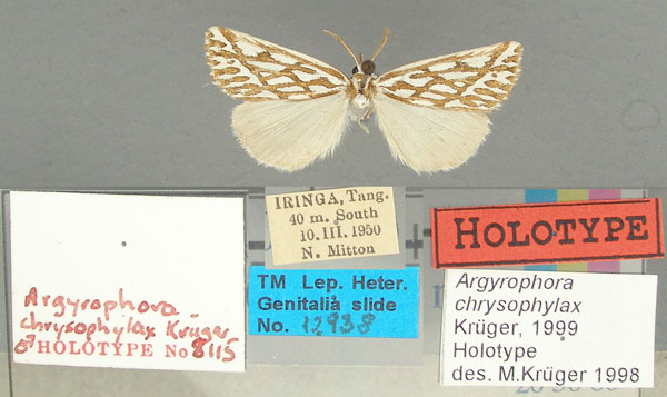/filer/webapps/moths/media/images/C/chrysophylax_Argyrophora_HT_TMSA.jpg