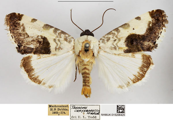 /filer/webapps/moths/media/images/C/chrysoproctis_Acontia_AM_NHMUK.jpg