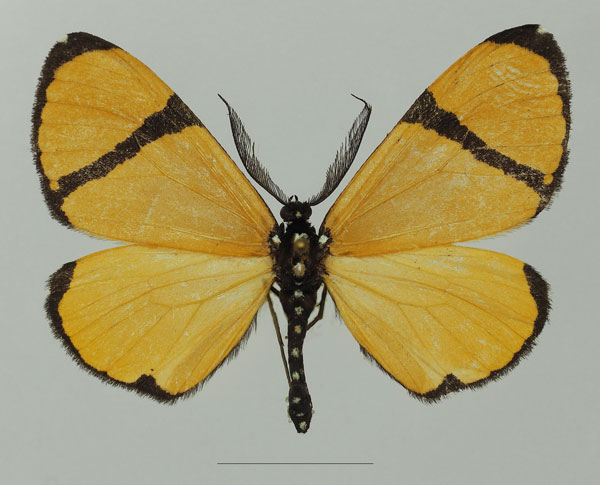 /filer/webapps/moths/media/images/C/chrysoptera_Terina_AM_Basquina.jpg