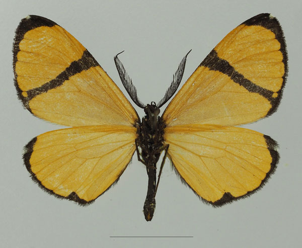 /filer/webapps/moths/media/images/C/chrysoptera_Terina_AM_Basquinb.jpg
