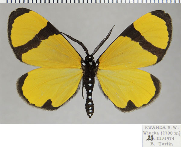 /filer/webapps/moths/media/images/C/chrysoptera_Terina_AM_ZSMa.jpg