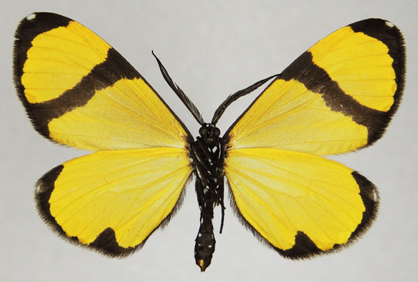 /filer/webapps/moths/media/images/C/chrysoptera_Terina_AM_ZSMb.jpg