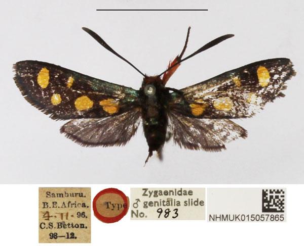 /filer/webapps/moths/media/images/C/chrysosticta_Arniocera_HT_NHMUK.jpg