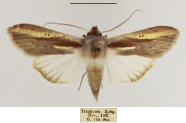 /filer/webapps/moths/media/images/C/chrysota_Cucullia_AF_TMSA.jpg