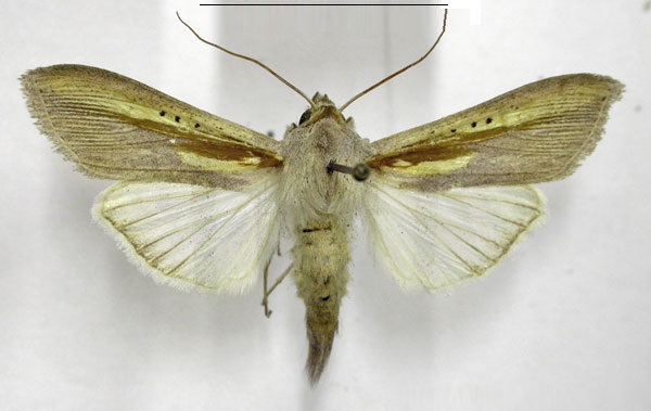 /filer/webapps/moths/media/images/C/chrysota_Cucullia_AM_TMSA_Qaqi7Ak.jpg