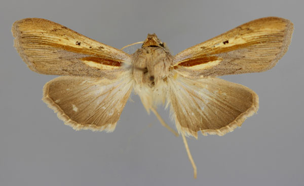 /filer/webapps/moths/media/images/C/chrysota_Cucullia_A_RMCA_01.jpg