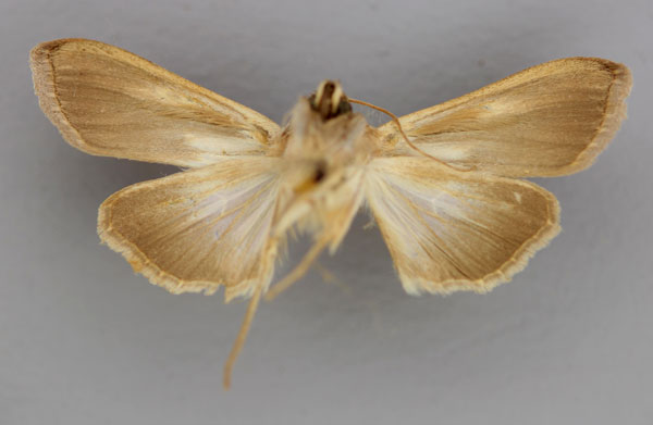 /filer/webapps/moths/media/images/C/chrysota_Cucullia_A_RMCA_02.jpg