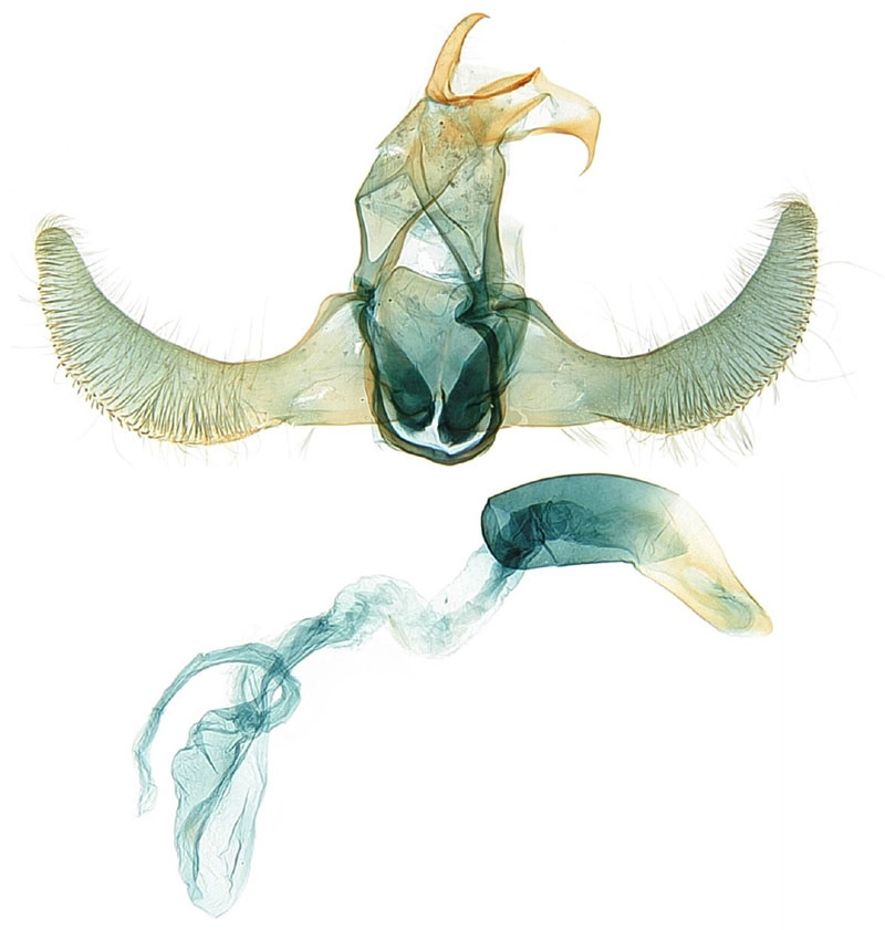 /filer/webapps/moths/media/images/C/chrysotes_Torodora_GMHT_ZMHB.jpg
