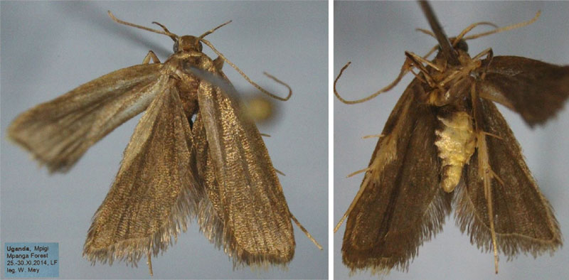 /filer/webapps/moths/media/images/C/chrysotes_Torodora_HT_ZMHB.jpg