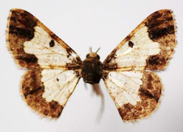 /filer/webapps/moths/media/images/C/chrysothyra_Zamarada_AF_Sircoulomb.jpg