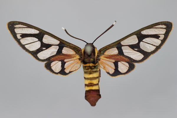 /filer/webapps/moths/media/images/C/chrysozona_Amata_A_BMNH.jpg