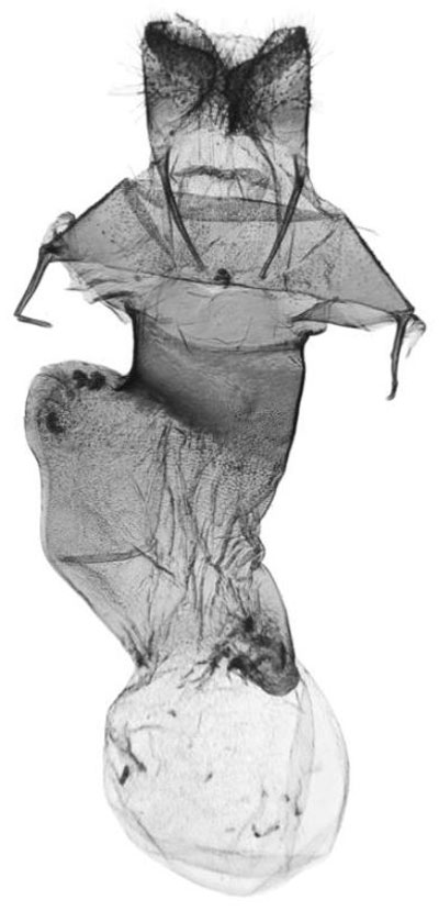 /filer/webapps/moths/media/images/C/chuquelae_Tumicla_GFHT_ANHRT.jpg
