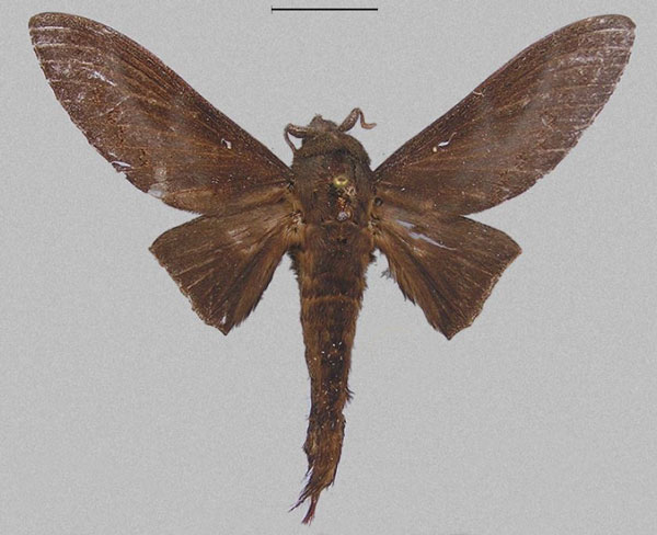 /filer/webapps/moths/media/images/C/ciani_Mckenziana_HT_RMCA.jpg