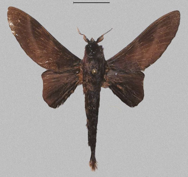 /filer/webapps/moths/media/images/C/ciani_Mckenziana_PTM_Cipolla.jpg