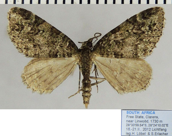 /filer/webapps/moths/media/images/C/cidariata_Piercia_AF_ZSM.jpg