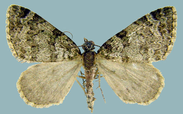 /filer/webapps/moths/media/images/C/cidariata_Piercia_AM_ZSMa.jpg