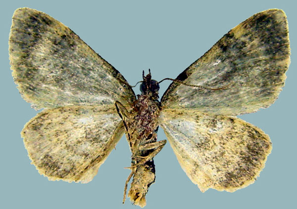 /filer/webapps/moths/media/images/C/cidariata_Piercia_AM_ZSMb.jpg