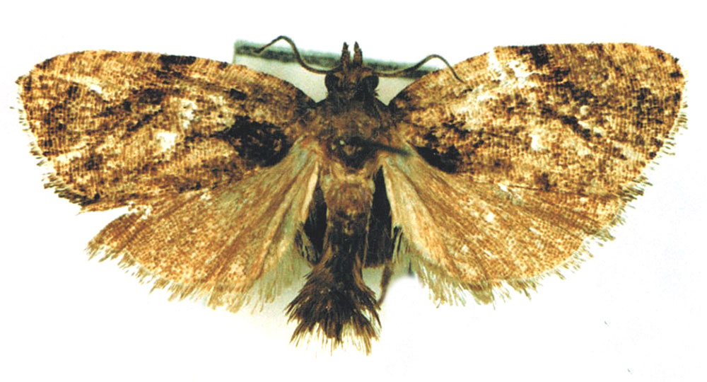/filer/webapps/moths/media/images/C/cidna_Diakonoffiana_HT_MRSN.jpg