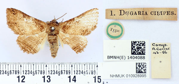 /filer/webapps/moths/media/images/C/cilipes_Dugaria_HT_BMNH.jpg