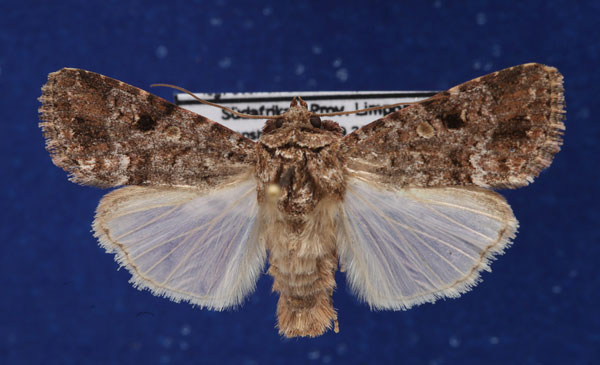 /filer/webapps/moths/media/images/C/cilium_Spodoptera_AM_Schellhorn.jpg