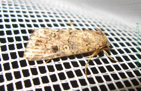 /filer/webapps/moths/media/images/C/cilium_Spodoptera_A_Bippus.jpg