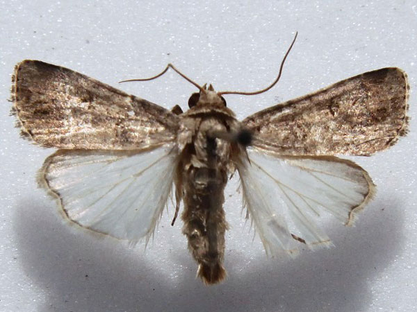 /filer/webapps/moths/media/images/C/cilium_Spodoptera_A_Goff.jpg