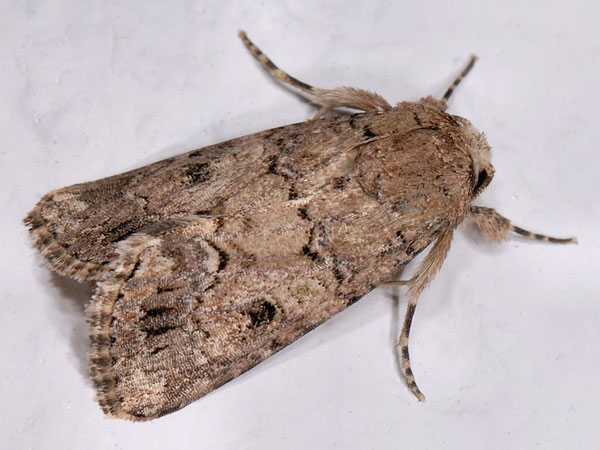 /filer/webapps/moths/media/images/C/cilium_Spodoptera_A_Mazzei.jpg