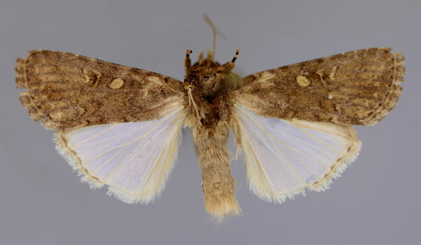 /filer/webapps/moths/media/images/C/cilium_Spodoptera_A_RMCA_01.jpg