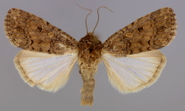 /filer/webapps/moths/media/images/C/cilium_Spodoptera_A_RMCA_03.jpg