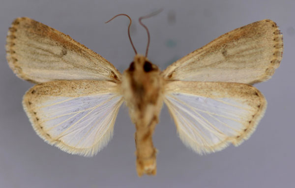 /filer/webapps/moths/media/images/C/cilium_Spodoptera_A_RMCA_04.jpg
