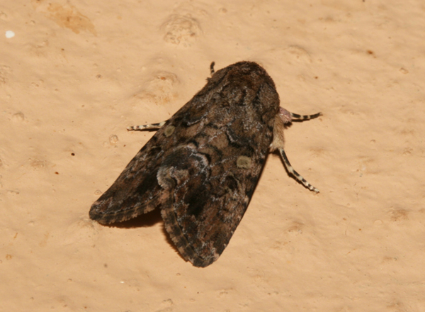 /filer/webapps/moths/media/images/C/cilium_Spodoptera_A_Roland_01.jpg