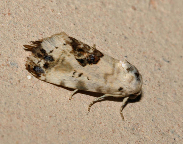 /filer/webapps/moths/media/images/C/cimbebasia_Acontia_A_Roland_01.jpg