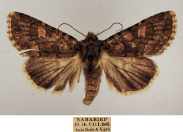 /filer/webapps/moths/media/images/C/cimbebasia_Hadula_AF_TMSA_01_vJA2sBf.jpg