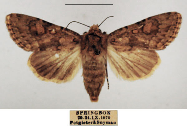 /filer/webapps/moths/media/images/C/cimbebasia_Hadula_AF_TMSA_02_x6mja7B.jpg