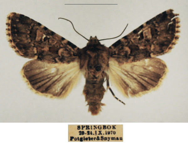 /filer/webapps/moths/media/images/C/cimbebasia_Hadula_AM_TMSA_01_dYomf2f.jpg