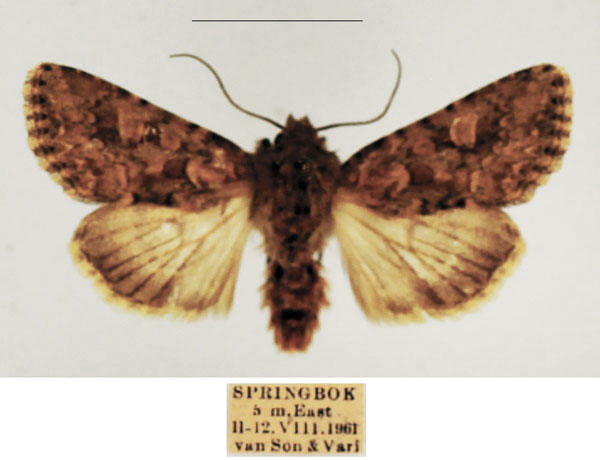 /filer/webapps/moths/media/images/C/cimbebasia_Hadula_AM_TMSA_02_rgRDFYP.jpg