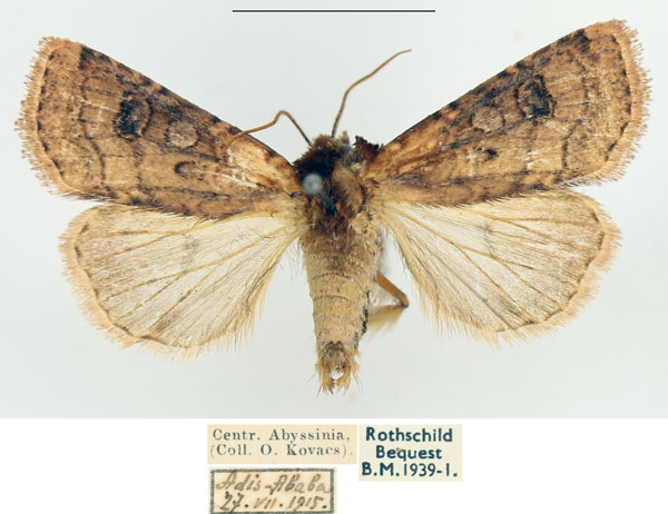 /filer/webapps/moths/media/images/C/cinchonina_Agrotis_AM_BMNH.jpg