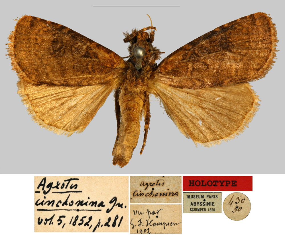 /filer/webapps/moths/media/images/C/cinchonina_Agrotis_HT_MNHN.jpg